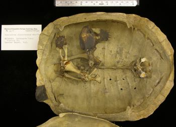 Media type: image; Herpetology R-4477